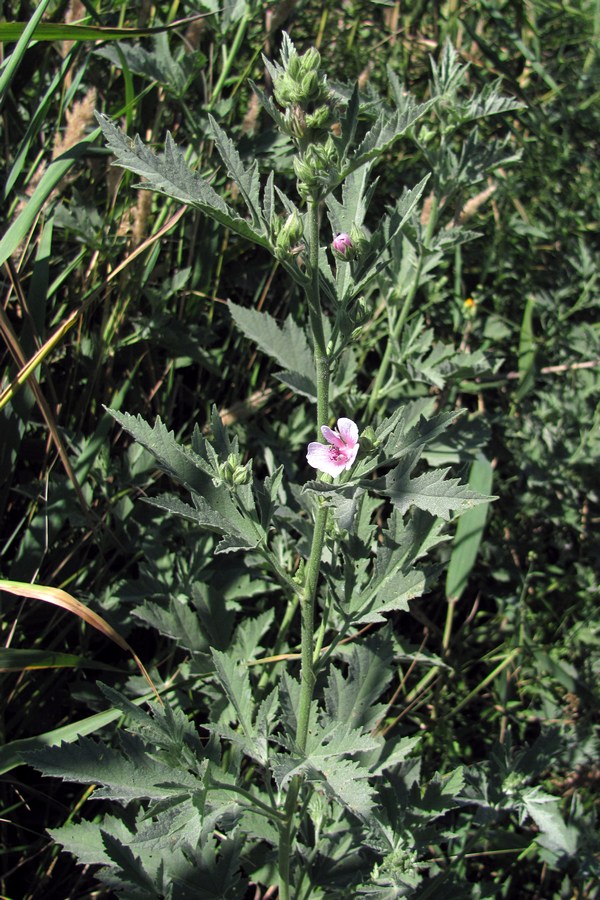 Изображение особи Althaea taurinensis.