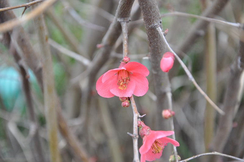 Image of Chaenomeles japonica specimen.
