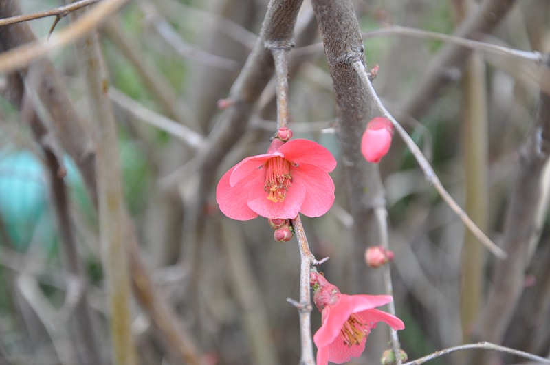 Изображение особи Chaenomeles japonica.