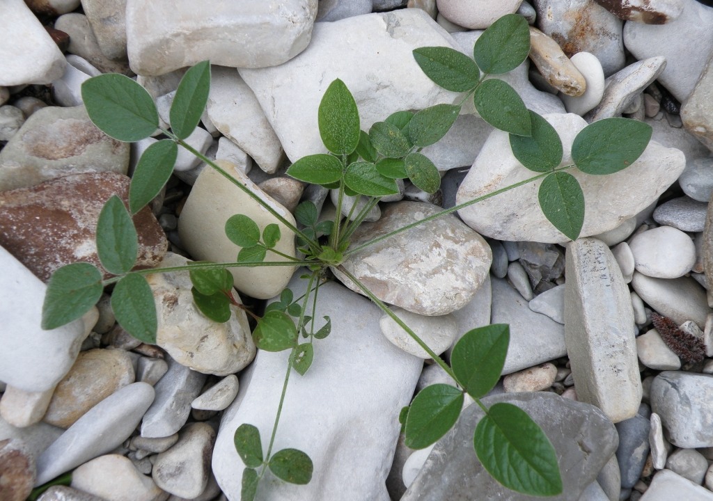 Изображение особи Psoralea bituminosa ssp. pontica.