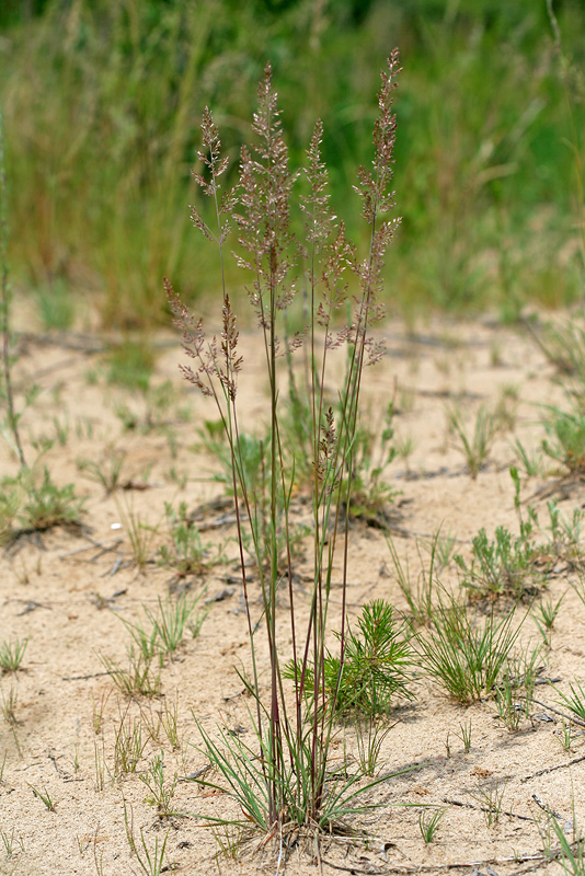 Изображение особи Koeleria glauca.