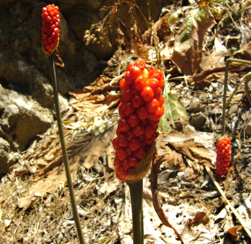 Изображение особи Arum jacquemontii.