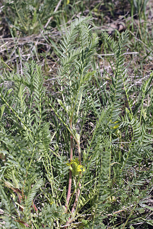 Image of Astragalus ephemeretorum specimen.