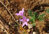 Erodium strigosum. Соцветие. Израиль, г. Герцлия, обочина дороги. 26.04.2011.