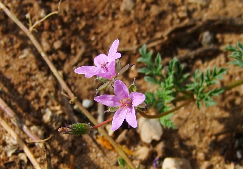 Image of Erodium strigosum specimen.