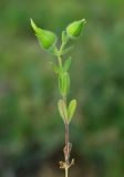 Cerastium inflatum. Плодоносящее растение. Казахстан, Кызылординская обл., Жанакорганский р-н, низкогорья хр. Каратау у пос. Кайнарбулак. 28.04.2011.