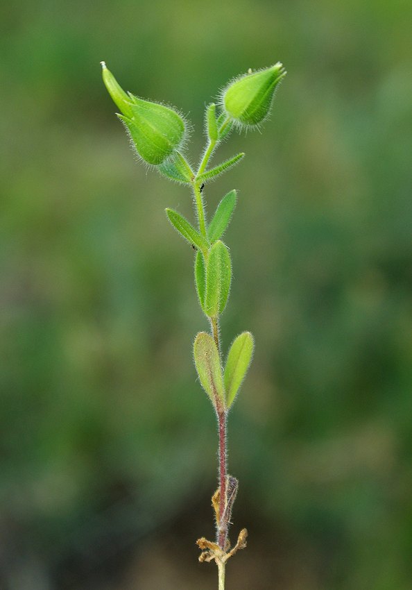 Изображение особи Cerastium inflatum.