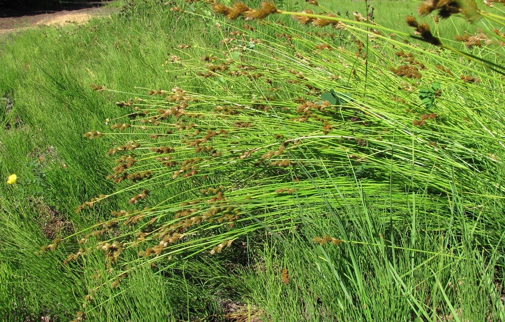 Изображение особи Carex leporina.