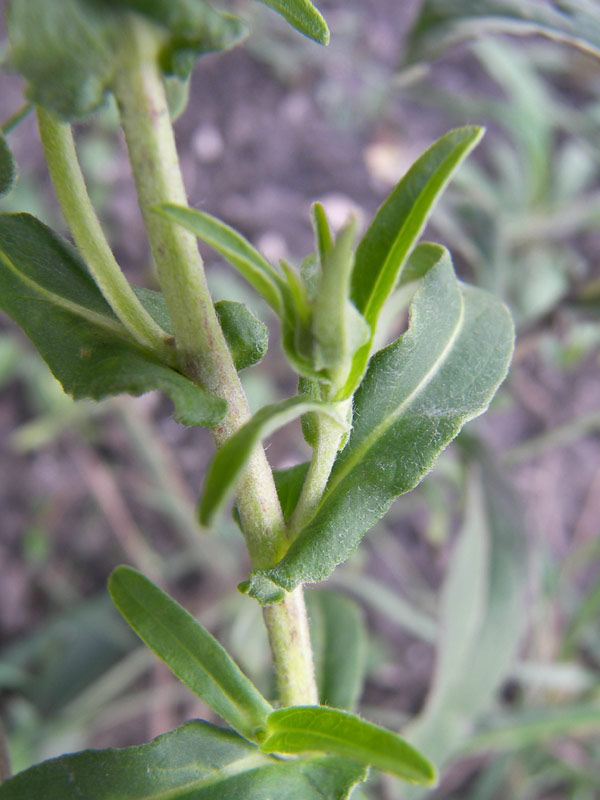 Изображение особи Inula britannica.