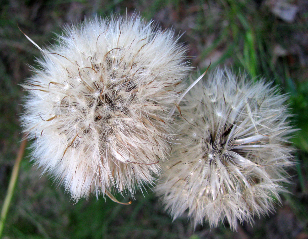 Image of Trommsdorffia maculata specimen.