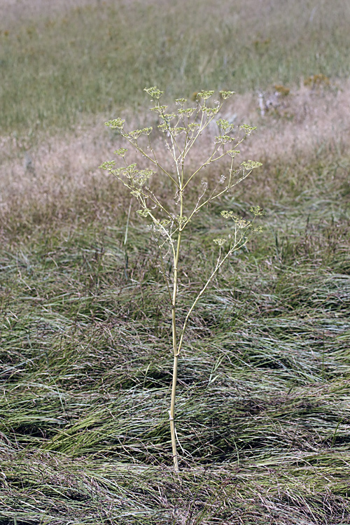 Изображение особи Conium maculatum.