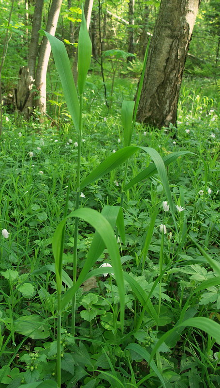 Изображение особи Milium effusum.