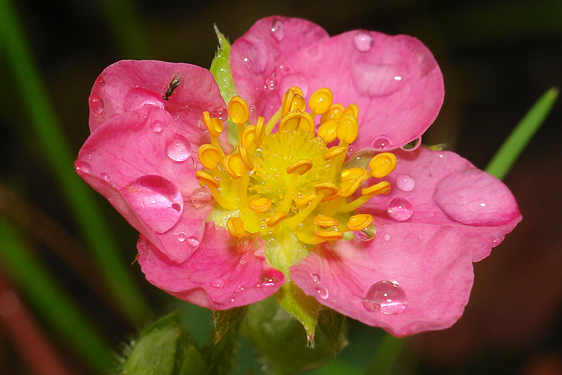 Image of genus Fragaria specimen.