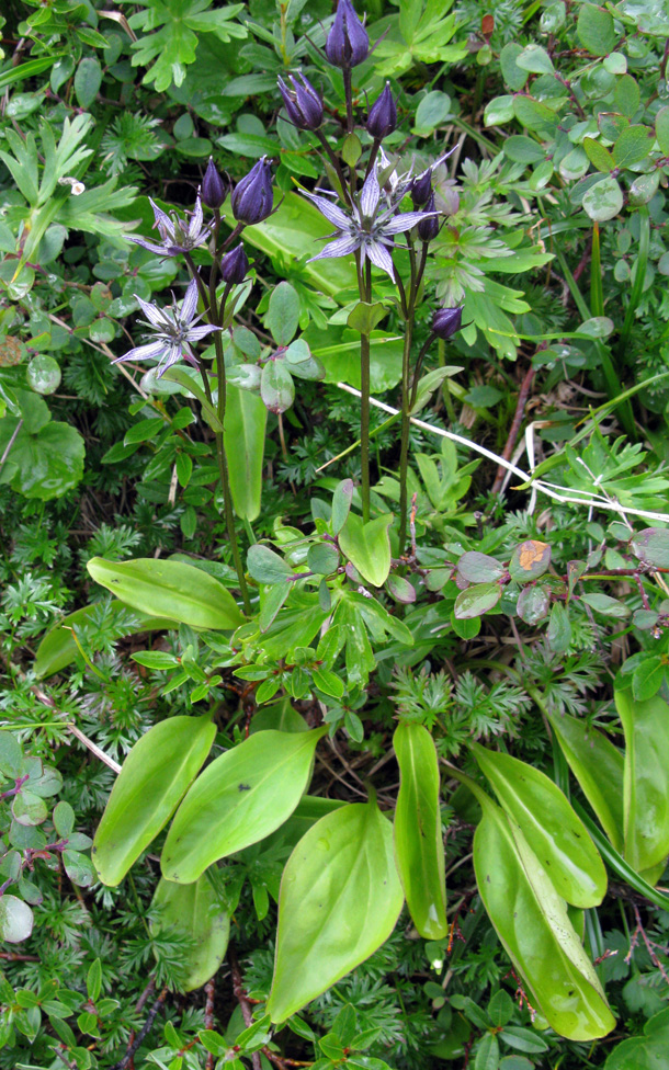 Image of Swertia stenopetala specimen.