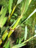 Salix × undulata. Средняя часть побегов. Астраханская обл., Красноярский р-н, с. Шмагино, берег р. Шмагина. 13.08.2011.