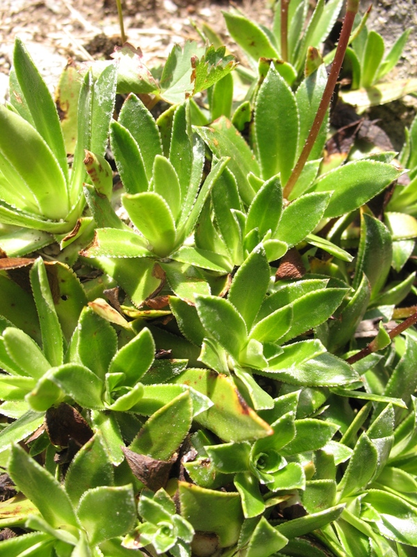 Image of Saxifraga kolenatiana specimen.