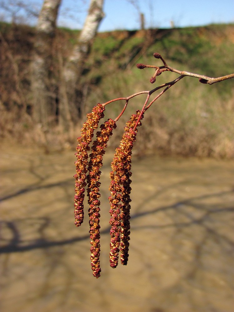 Изображение особи Alnus glutinosa.