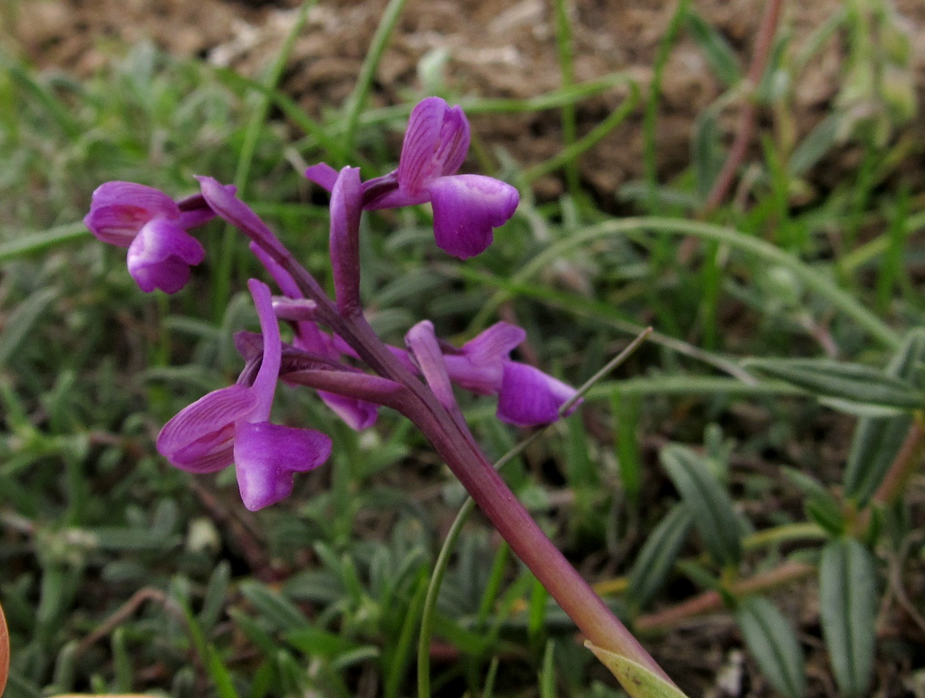 Изображение особи Anacamptis morio ssp. champagneuxii.