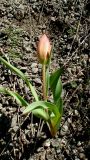 Tulipa julia