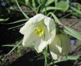 Fritillaria meleagris. Цветок. Санкт-Петербург, клумба. 15 мая 2012 г.