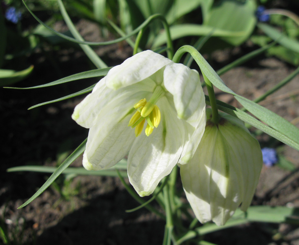 Изображение особи Fritillaria meleagris.