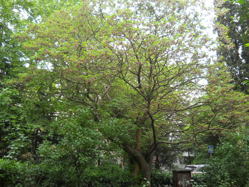Image of Broussonetia papyrifera specimen.