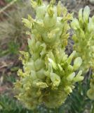 Astragalus follicularis. Соцветия с цветками и завязавшимися плодами. Казахстан, Восточно-Казахстанская область; Западный Алтай, скл. Ульбинского хребта, окр. г. Усть-Каменогорска. 24.05.2012.