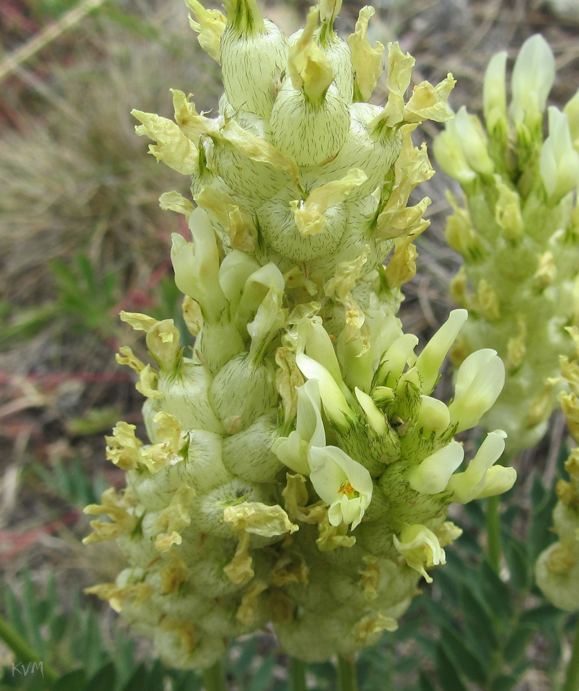 Image of Astragalus follicularis specimen.