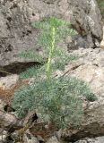 Seseli gummiferum. Растение на скале. Крым, южный берег, окр. Алупки, сосновый лес. 2 июня 2012 г.