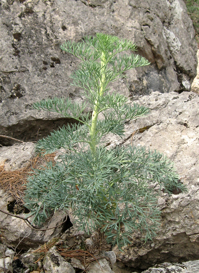 Image of Seseli gummiferum specimen.