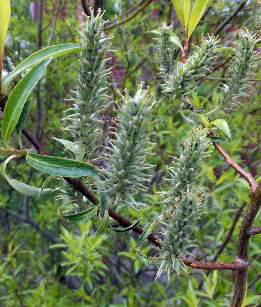 Image of Salix phylicifolia specimen.