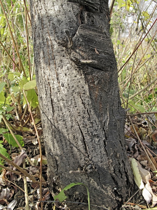 Image of Salix integra specimen.