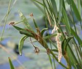 Iris pseudacorus. Соплодие. Краснодарский край, станица Старонижестеблиевская, старица Ангелинского ерика. 08.06.2012.