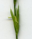 Brachypodium sylvaticum. Колосок (отсканированный образец). Курская обл., г. Железногорск. 20 июля 2007 г.