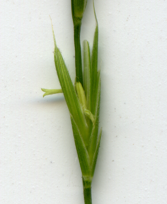 Image of Brachypodium sylvaticum specimen.