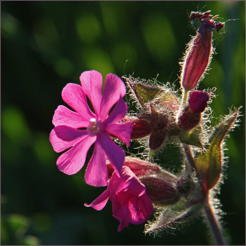 Изображение особи Melandrium dioicum.