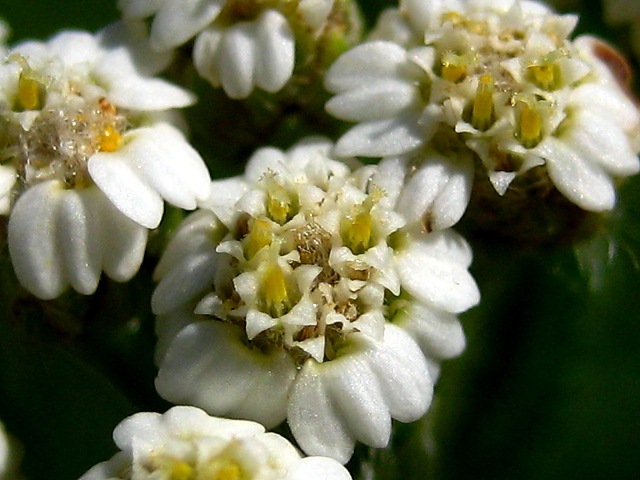 Image of Achillea alpina specimen.