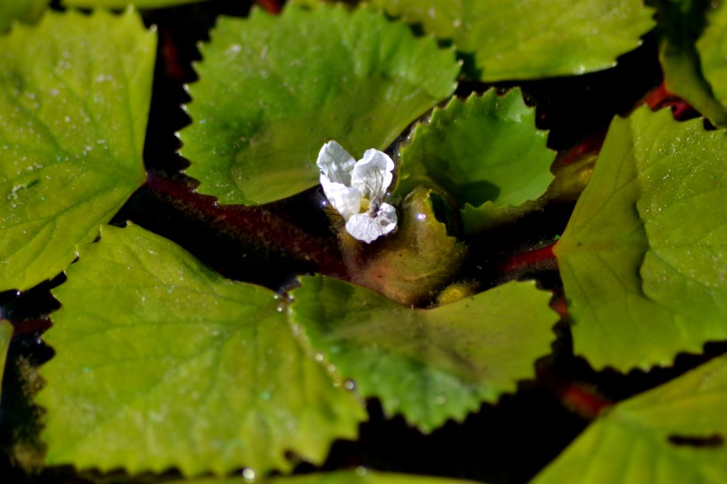 Image of Trapa astrachanica specimen.