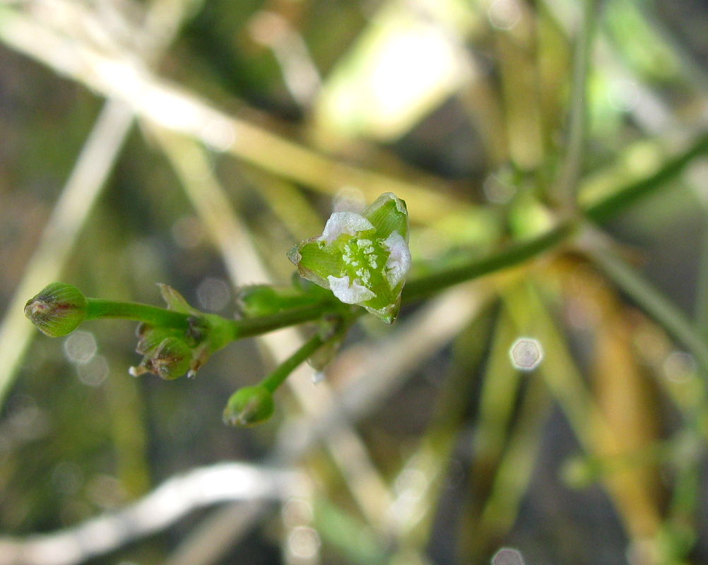 Image of Alisma gramineum specimen.