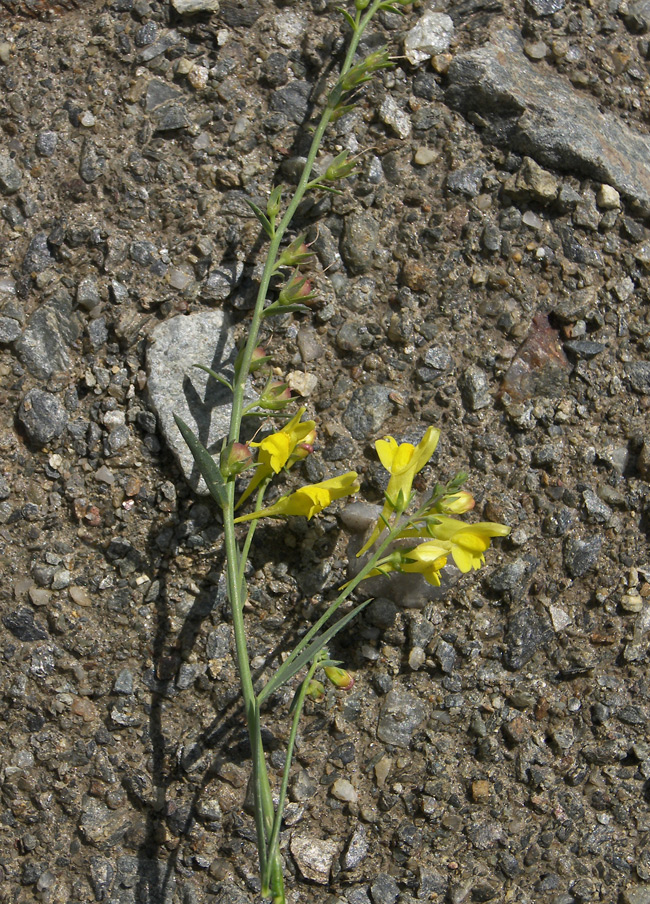 Изображение особи Linaria meyeri.