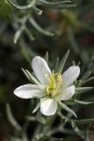 Peganum harmala. Цветок. Южный Казахстан, нижний Боролдай, 2 км выше пос. Коктюбе. 23.06.2010.