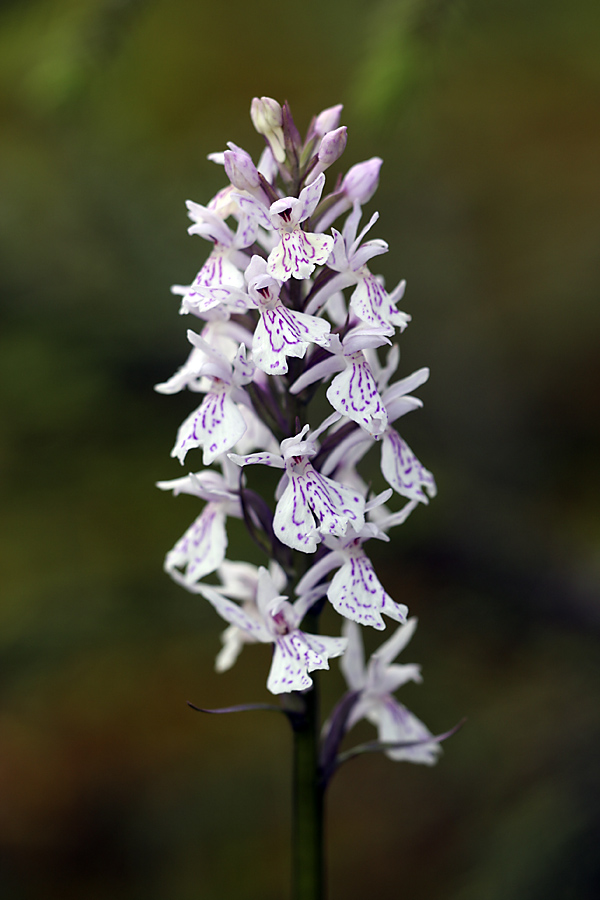 Image of Dactylorhiza maculata specimen.