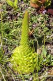 Orostachys spinosa