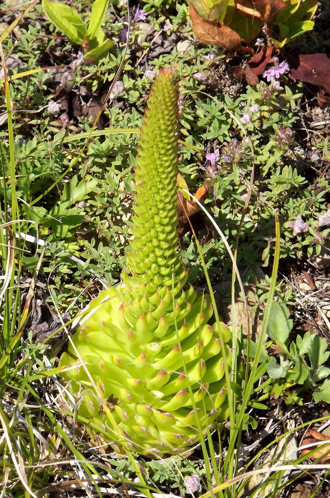 Изображение особи Orostachys spinosa.