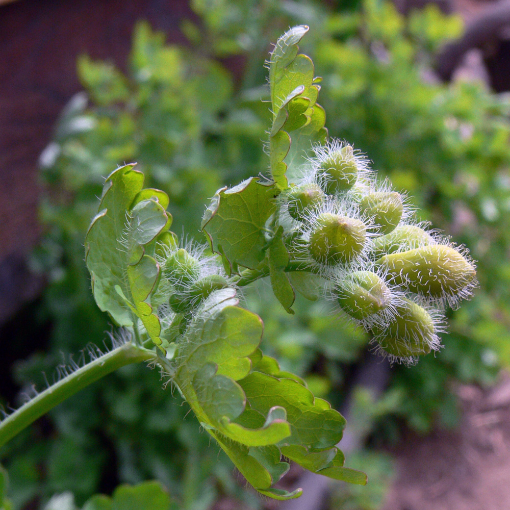 Изображение особи Chelidonium majus.