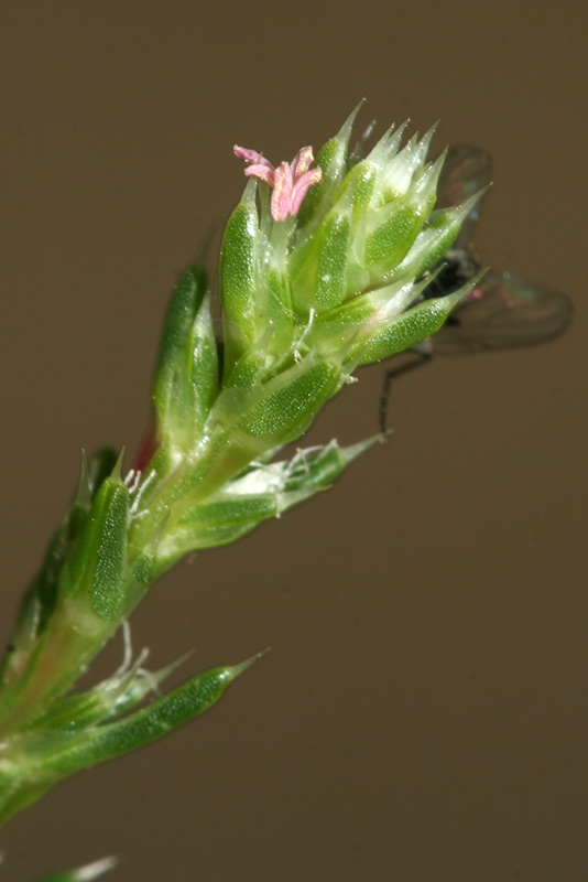 Изображение особи Salsola collina.