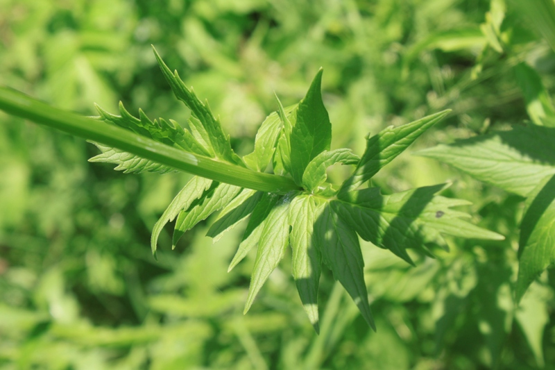 Изображение особи Valeriana officinalis.