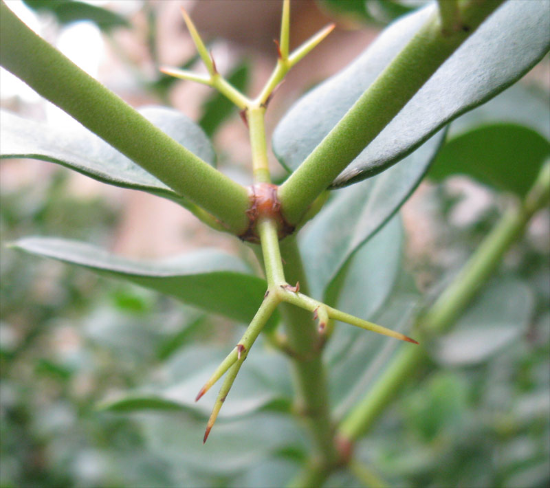 Image of Carissa macrocarpa specimen.