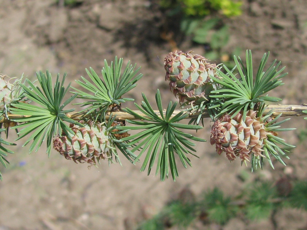 Image of Larix decidua specimen.