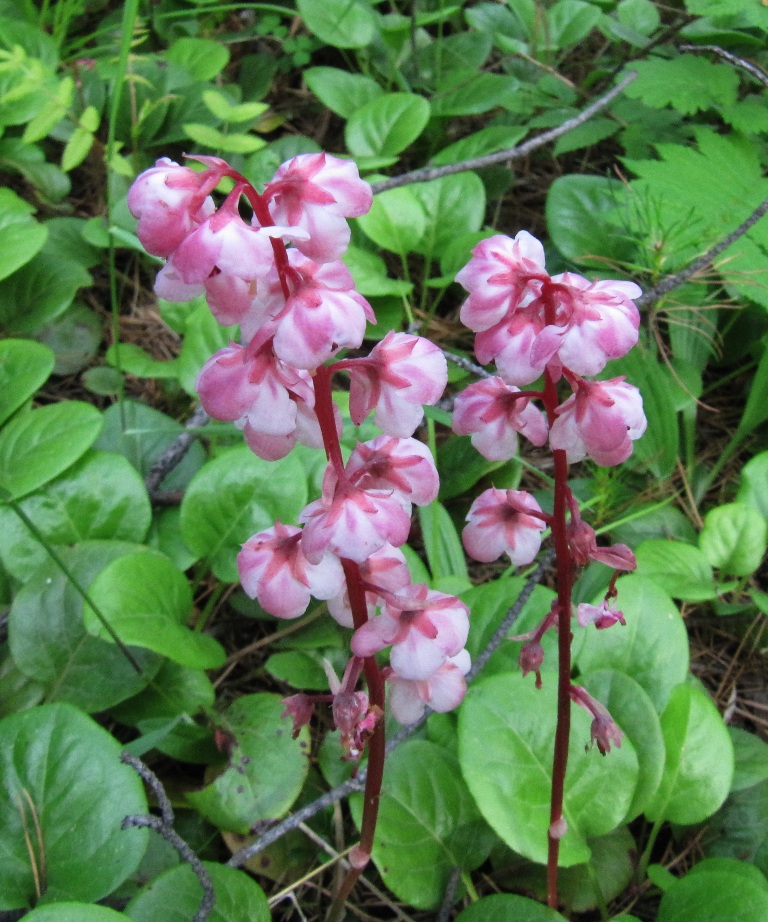 Image of Pyrola incarnata specimen.